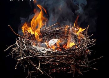 نمایش “پلیکان” در پردیس تئاتر شهرزاد خوانش می شود