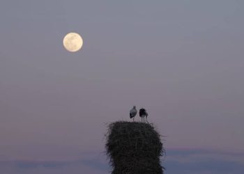«خانه‌ای برای لک‌لک‌ها» آماده نمایش شد