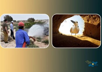 نمایش «شیدور» و «آدریانا مسافری از ایتالیا» در جشنواره «باران»